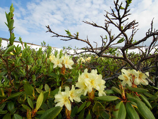 Golden Rhododendron 