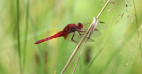 Feuerlibelle - Scarlet Darter © Studio M. Brix