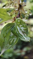leaf with water drops