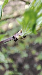 spider on a branch