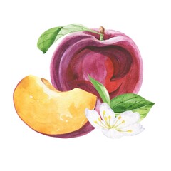 Watercolour plum composition on white background 
