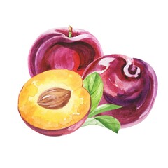 Watercolour plum fruits on white background 
