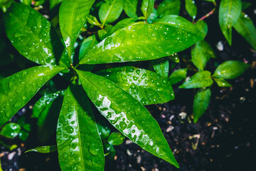 rain drops on leaf