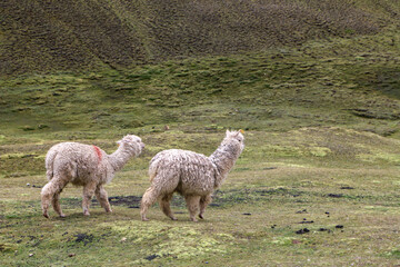 llama standing in a field