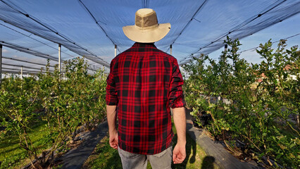 A male gardener with hat walking and checking plants in the blueberries plant nursery, indicating...