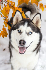 Siberian Husky dog outdoors close up portrait with happy expression, surrounded by colorful autumn leaves and snow-covered ground. Concept purebred dog and pet care.