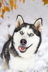 A magnificent Siberian Husky with mesmerizing blue eyes and a thick fur coat sits majestically in a tranquil snowy forest, surrounded by snow-covered trees, embodying the essence of winter elegance. - 794787869