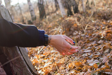 The image shows a slender female arm. The arm is resting on a pile of yellow foliage in the forest. The background is blurry and out of focus. - 794788805
