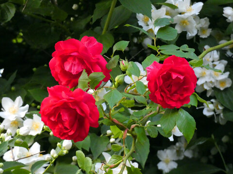 Red roses in Rostock Dierkow