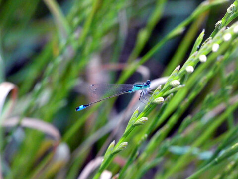 Dragonfly on blade of grass in Rostock Dierkow