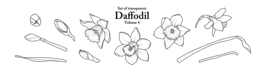 A series of isolated flower in cute hand drawn style. Daffodil in black outline on transparent background. Drawing of floral elements for coloring book or fragrance design. Volume 4.