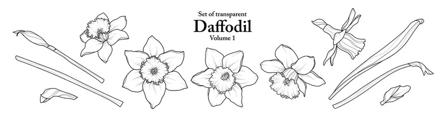 A series of isolated flower in cute hand drawn style. Daffodil in black outline on transparent background. Drawing of floral elements for coloring book or fragrance design. Volume 1.