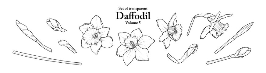 A series of isolated flower in cute hand drawn style. Daffodil in black outline on transparent background. Drawing of floral elements for coloring book or fragrance design. Volume 5.