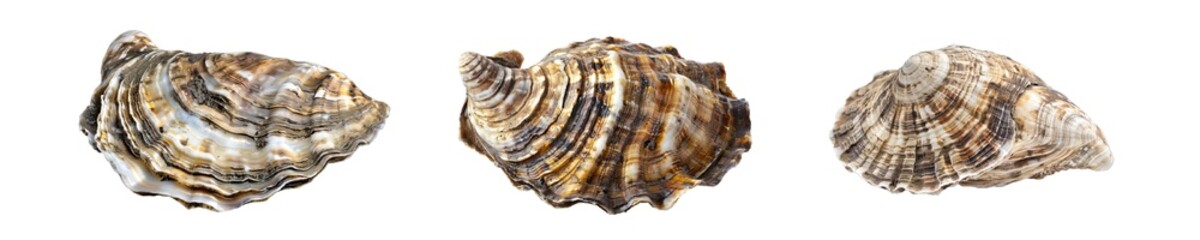 Collection of PNG. Shell Raw Mollusk Delicious Seafood Shellfish Sea Oyster Fresh Isolated on A Transparent Background.