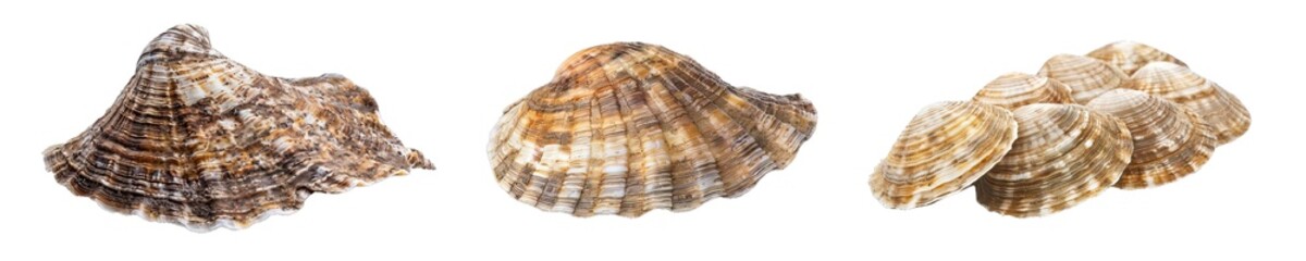 Collection of PNG. Shell Raw Mollusk Delicious Seafood Shellfish Sea Oyster Fresh Isolated on A Transparent Background.