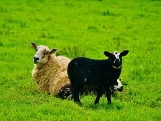 sheep and lamb