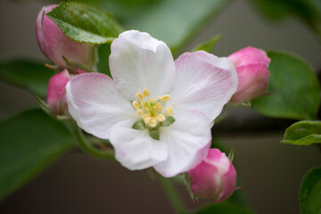 Fototapeta na wymiar pink apple tree flower