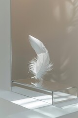 Surreal studio scene, minimalist design, feather floating over mirror, soft backlighting