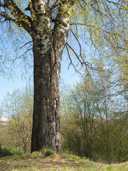 landscape with birch trees in spring