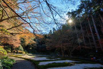 盛りの紅葉が美しい中庭。
The courtyard with beautiful autumn leaves in full...