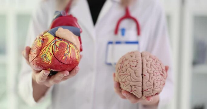3D comparison of the human heart and brain in hands of a doctor