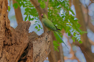 Rose-ringed parakeet