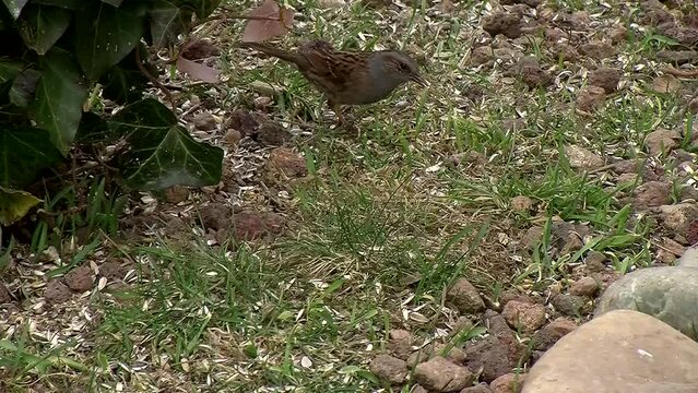 Die Heckenbraunelle pickt begeistert Futter vom Boden