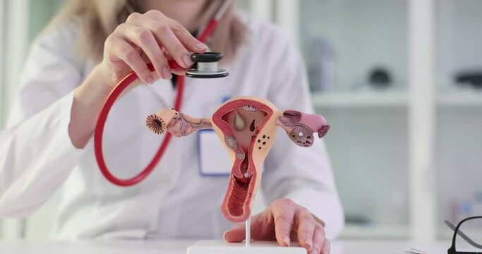 3D model of uterus and gynecologist stethoscope