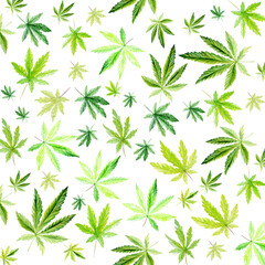 Cannabis pattern isolated on white background, green leaves Hand drawn watercolor illustration, medicine herb plant