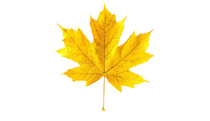  Yellow maple leaf on white background