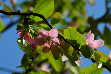 花梨の花　花櫚　かりん　榠樝