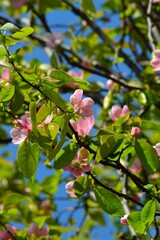 花梨の花　花櫚　かりん　榠樝