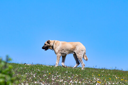 Kangal shepherd dog originating from Sivas, Türkiye. Kangal shepherd dog walking in green meadow in front of blue sky background.