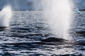 Close-up of the back of a diving humpback whale -Megaptera novaeangliae- including the dorsal fin and blow hole. Image taken in the Graham passage, near trinity island, in the Antarctic peninsula.