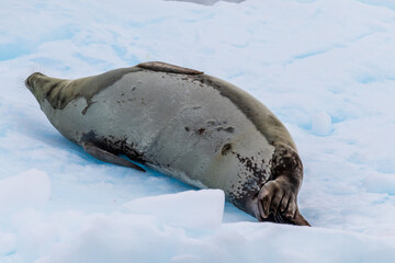 Close-up of a Weddell seal -Leptonychotes weddellii- resting on a small iceberg near Danco Island on the Antarctic peninsula