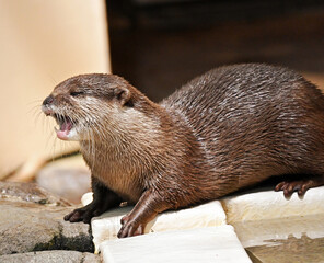 吠えるコツメカワウソ