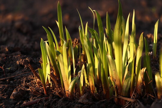 Young green shoots of Siberian iris in the light of the setting sun