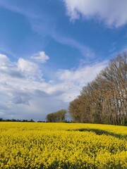 Rape plants in bloom in the fields in spring in northern Germany