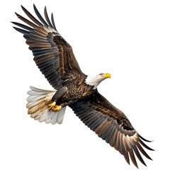 Naklejka premium Bald eagle flying on isolated transparent background