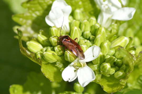 Small plantbug Lygus pratensis, family Plant Bugs Miridae. On flowers, buds of garlic mustard (Alliaria petiolata), family Brassicaceae, Cruciferae. Spring, April, Netherlands  