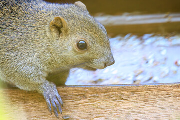 境内の餌場で餌を食べる可愛いタイワンリス。
Cute Taiwan squirrels feeding at a...