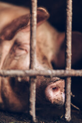 Weaned Piglets are intensely raised in steel cages of old-fashioned pig farms
