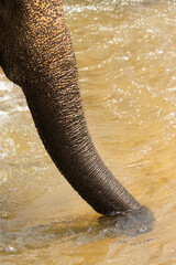 elephant trunk in motion in nature.