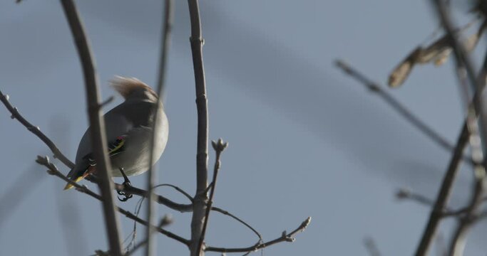 Bohemian Waxwing perching on tree branch in spring day. Bombycilla garrulus bird takes off from a branch. Bombycilla garrulus - Bohemian waxwing is a starling-sized passerine bird that breeds in the