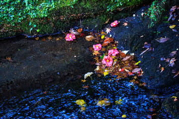 せせらぎに浮かぶツバキの落花。
Fallen camellia flowers floating on a...