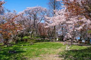 Kagawa, Japan. Mt. Shiude (Shiudeyama) Mountaintop Observatory. Cherry blossoms full bloom in the...