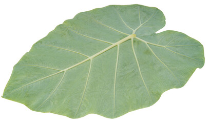 Back side of Elephant Ear leaf on white background with clipping path.Green Colocasia leaf or Caladium leaf iPNG file.