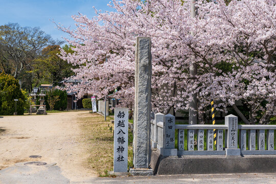 Mitoyo, Kagawa, Japan. Funakoshi-Hachiman Shrine. Cherry blossoms full bloom in the spring.