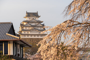 Himeji Castle in sunset time with cherry blossoms full bloom in the spring. Hyogo, Japan.