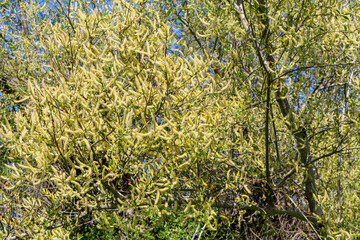 Salix alba. Detail of the inflorescences of a White Willow in spring. - obrazy, fototapety, plakaty